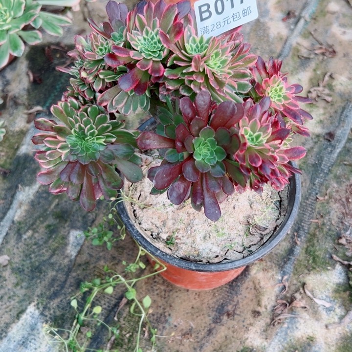 17朝霞缀多肉植物有疤