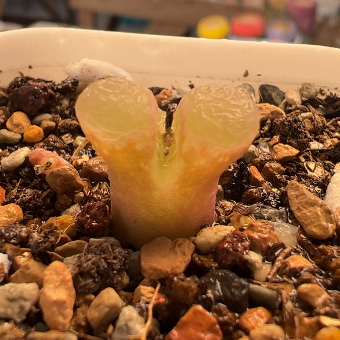 024多肉植物百科