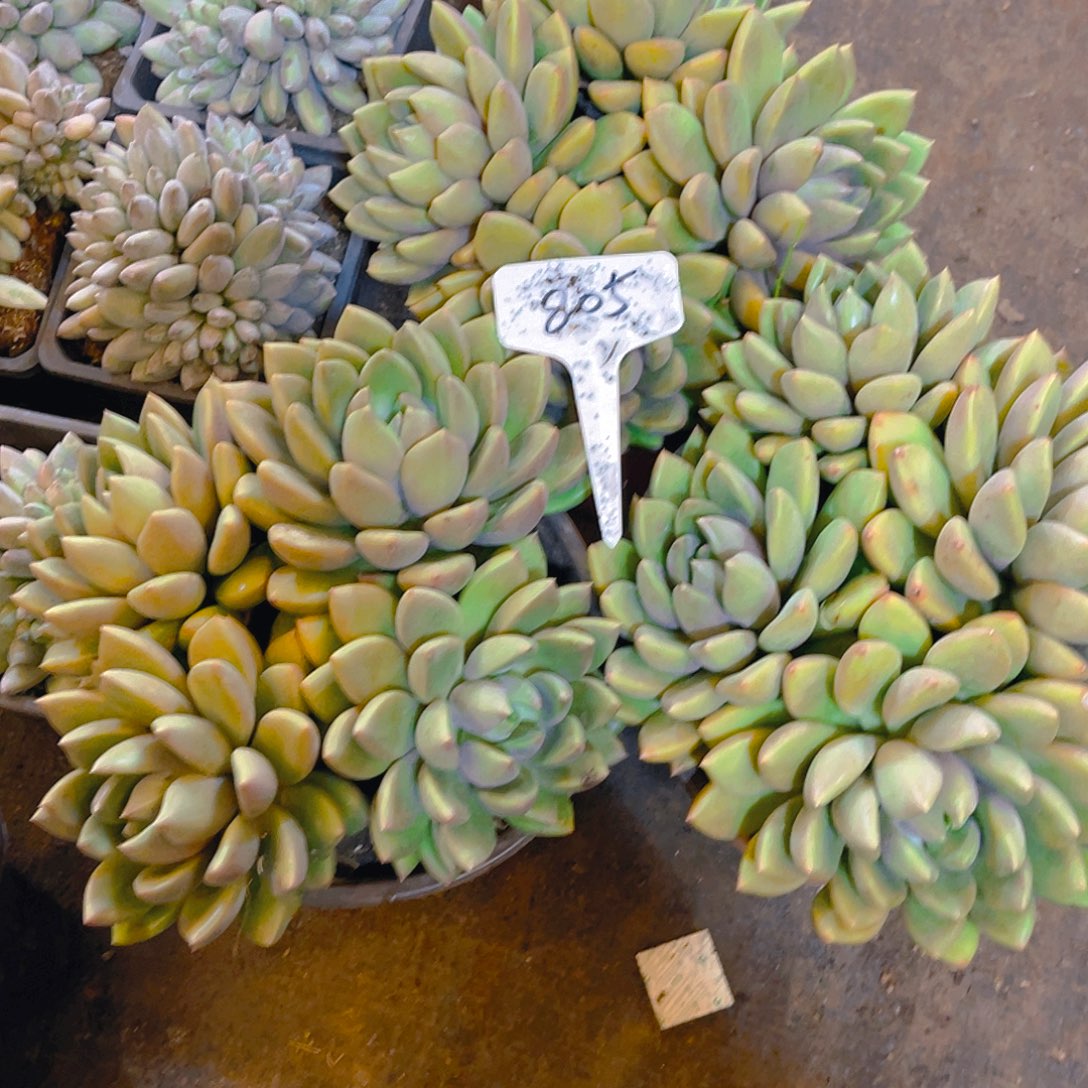 用***3三颗象牙一起上000805