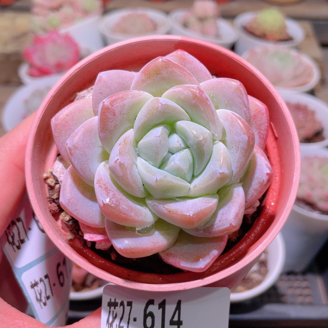 花利美27-614冰玉