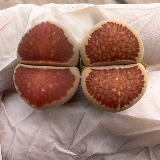 2661.红窗菊.非常漂亮