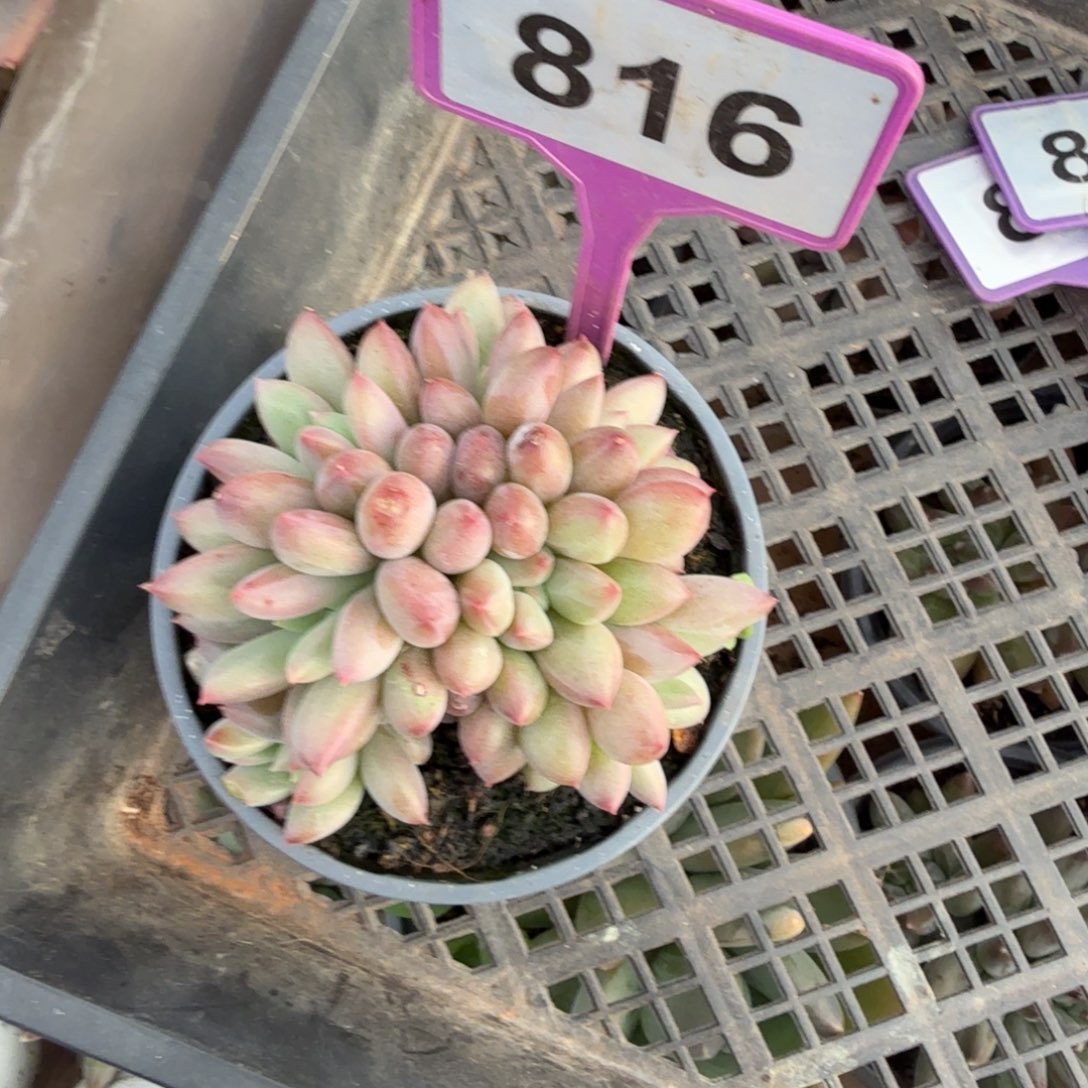 袁***儿多肉植物虞美人816