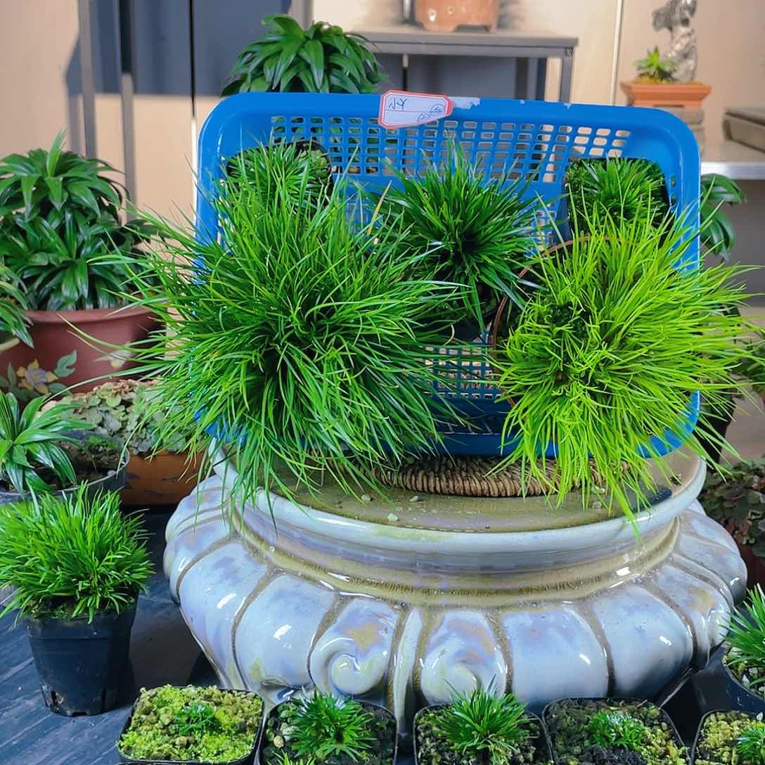 【闪购商品】完全开放