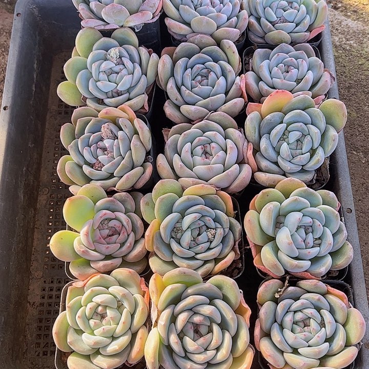 直播福利一物一拍452