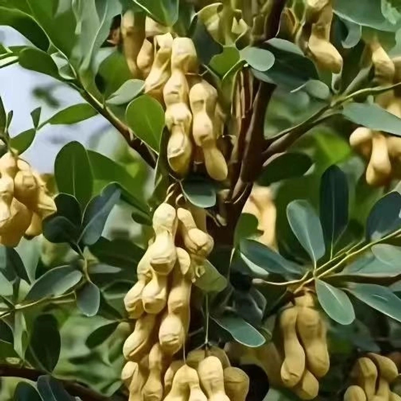 【长在树上花生】2025重磅新品高产存活树上花生南北可种发芽率高