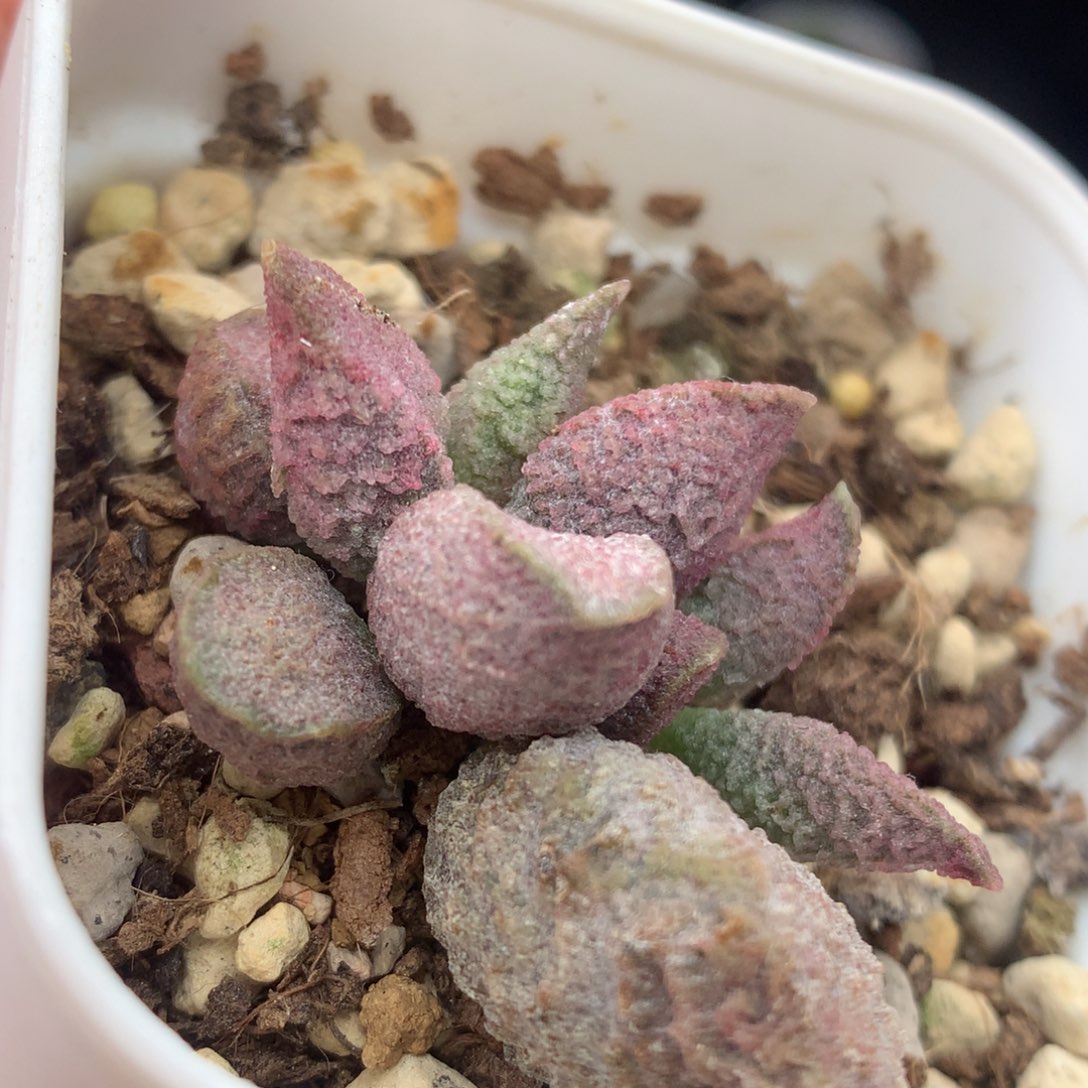 倒刺冰淇淋猪肝一物一拍