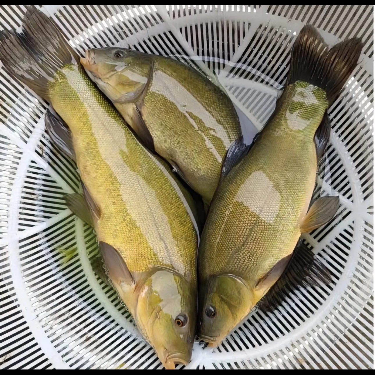 东北冷水丁桂鱼5斤，包邮鲜鱼速冻