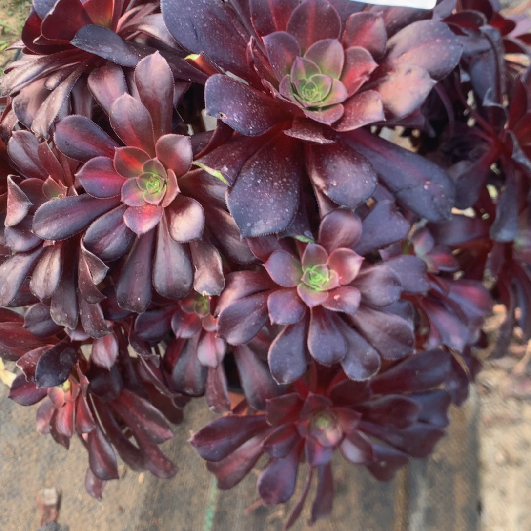 4121花㚹多肉植物