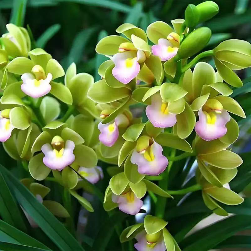 【阿鹏】香水香兰6花剑起大花蕙兰室内绿植兰花观花盆栽客厅