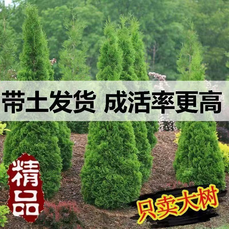 耐寒耐旱塔柏树苗四季常青迎客松石楠花适合坟地墓地的绿植