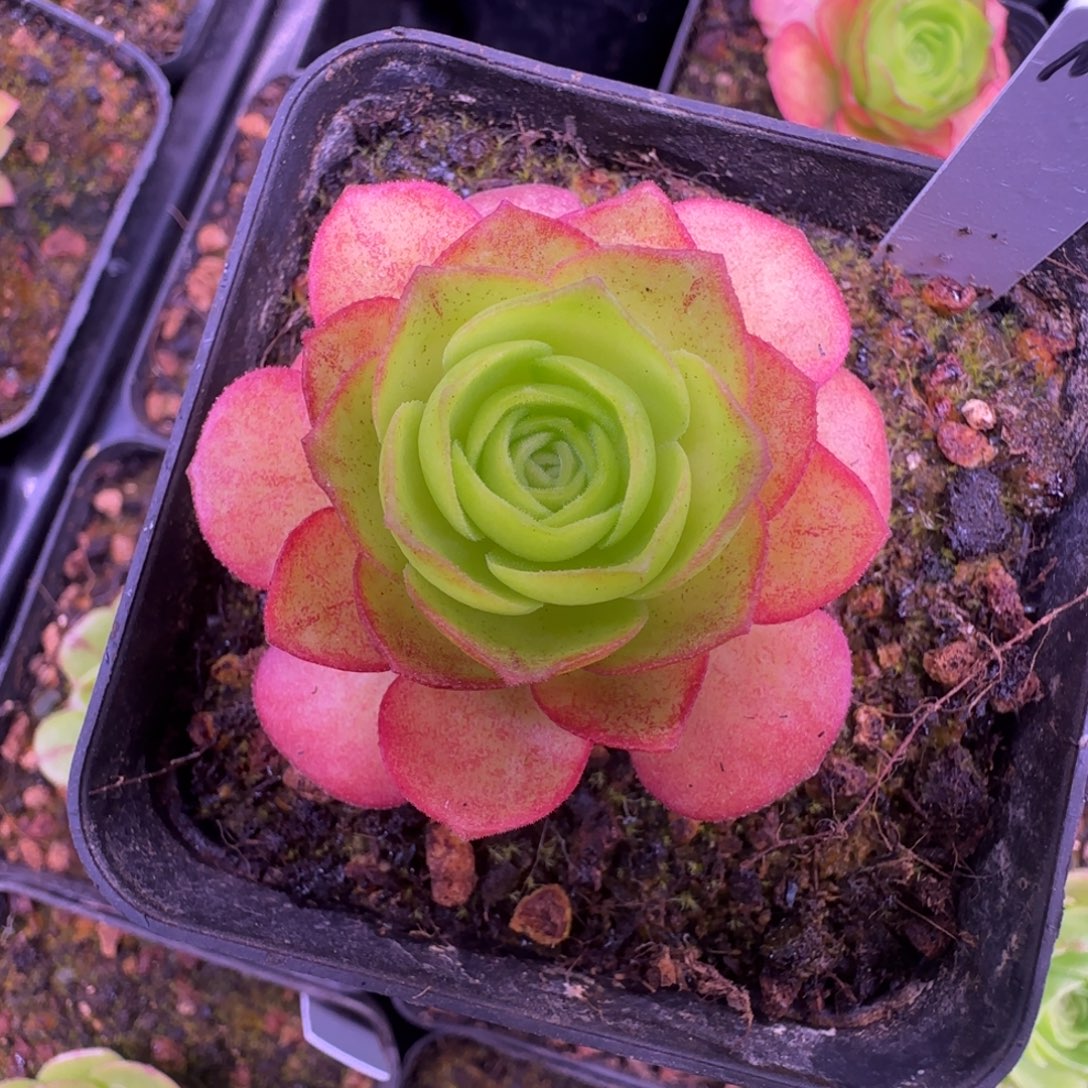 新品L730半城玫瑰MF101不含盆土