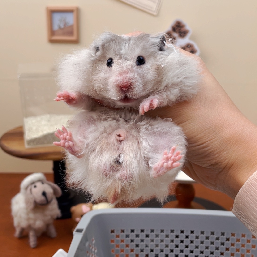 卷毛黑波弟弟 5.19生日 57