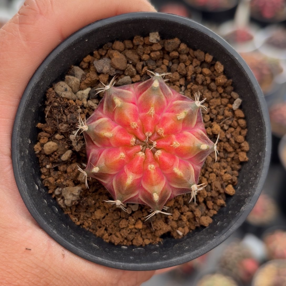 泰系实生轮回仙人球1600