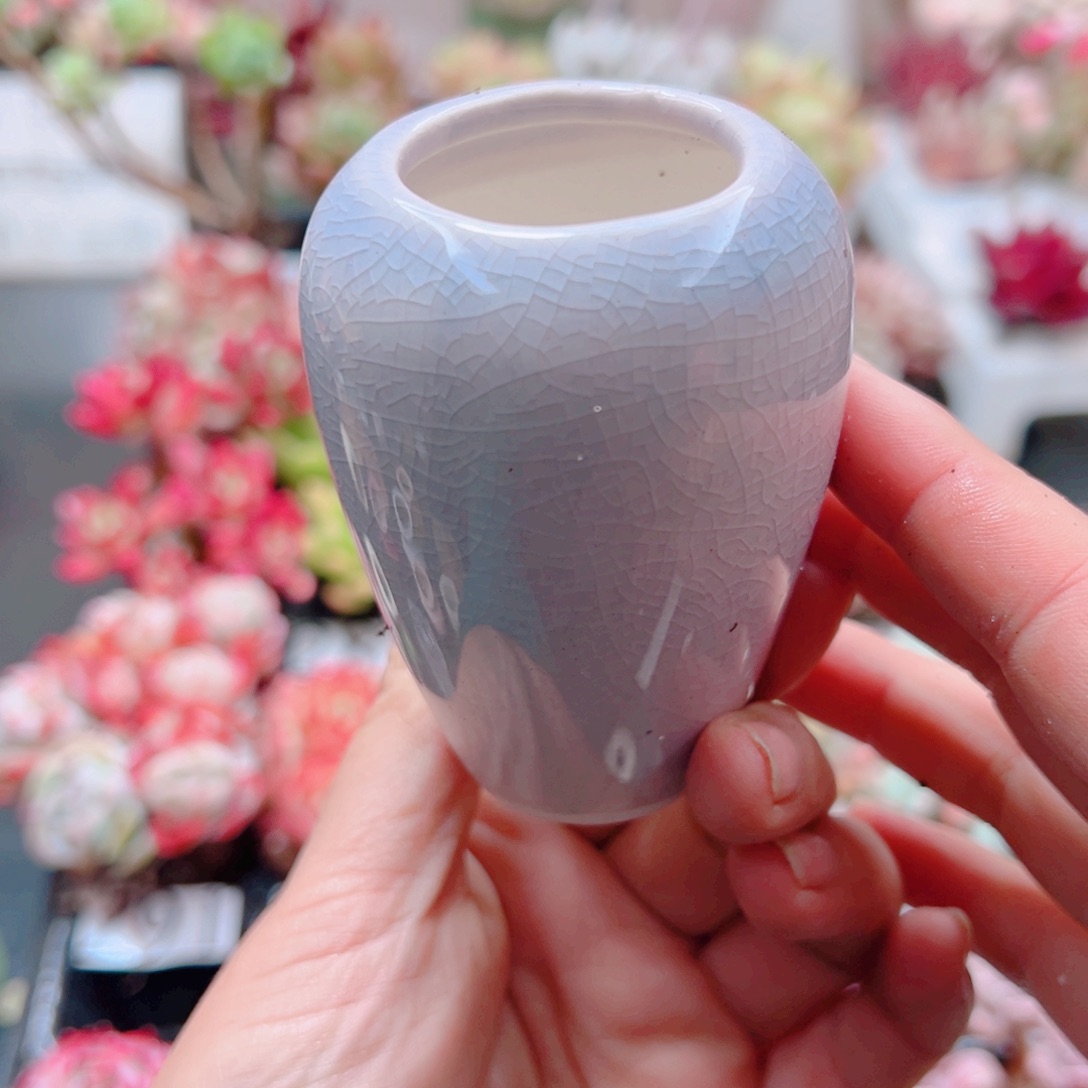 无土栽培的多肉植物