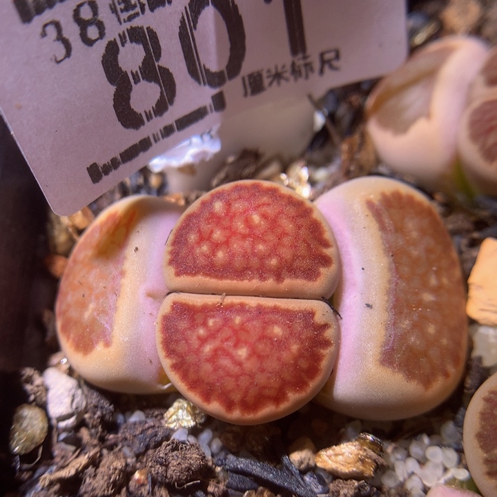 zzz精品生石花801