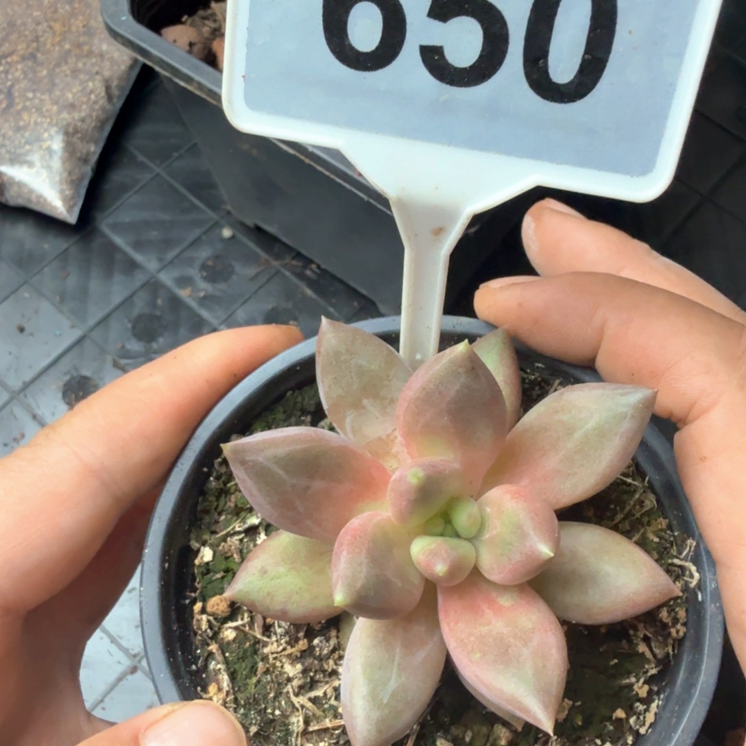 水晶球多肉植物650