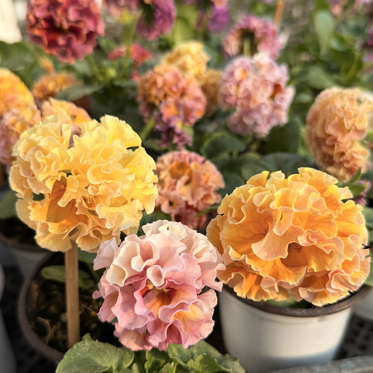 【角堇】皱边礼服德古拉耐寒盆栽-直播专用链接一物一拍