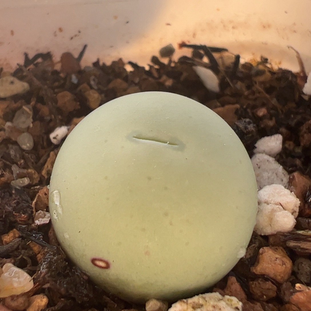 特价鸽子蛋多肉植物百科