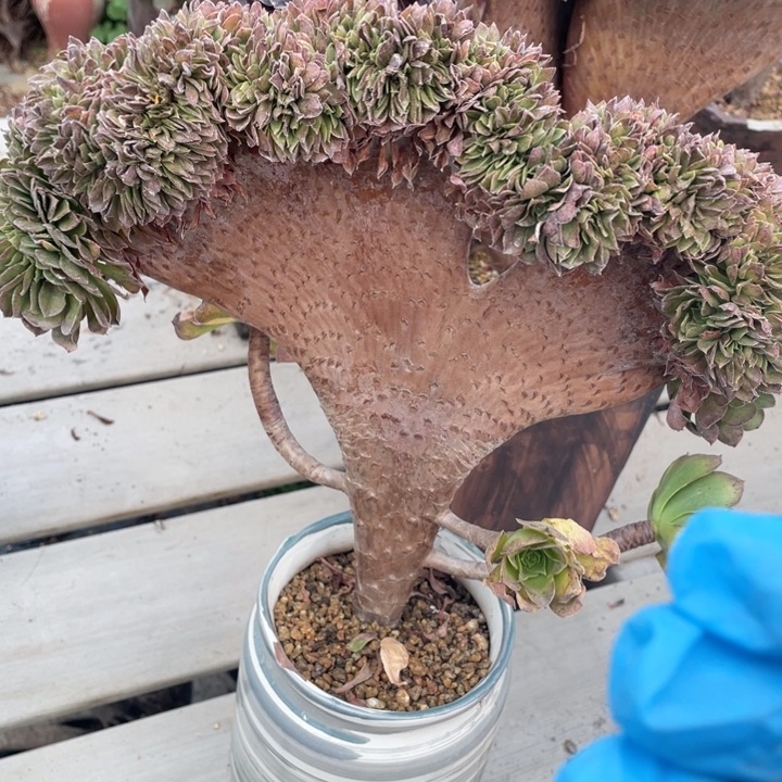 多肉多糖和维生素也可帮助