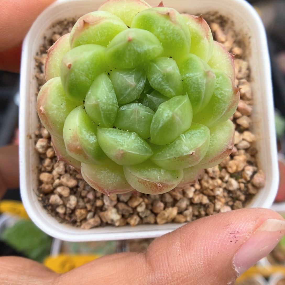 绿泡泡可拍455号。
