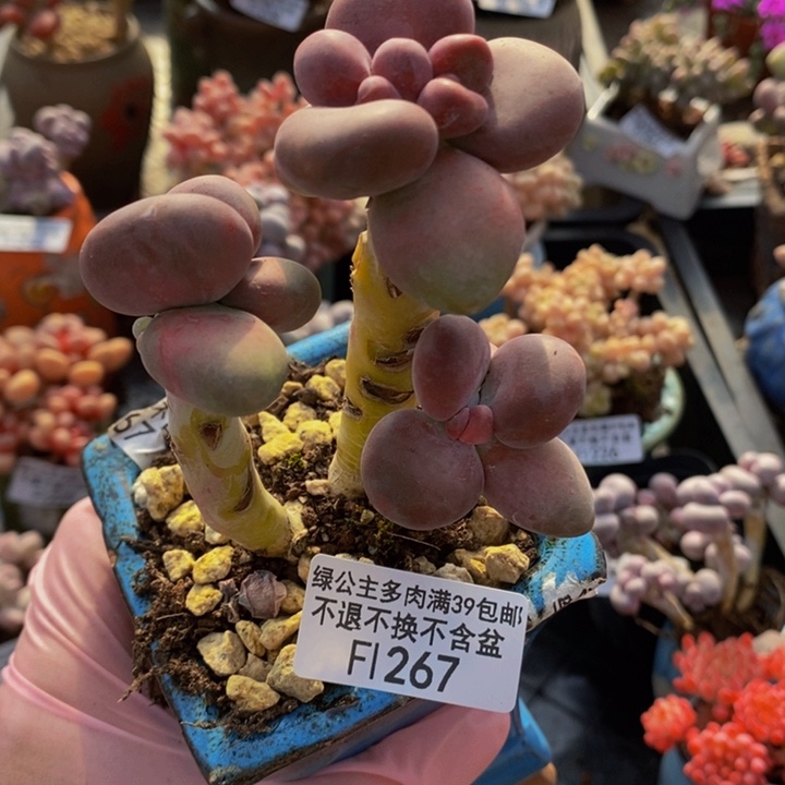 芒果奶267多肉植物