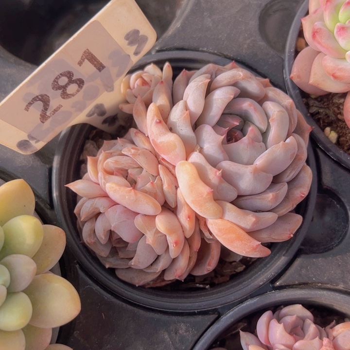 健健康康平平安安