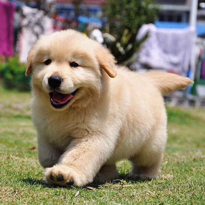 小浩犬舍24麦小狗纯种灰桃阿拉斯加黑色阿拉斯加红色阿拉斯加边牧