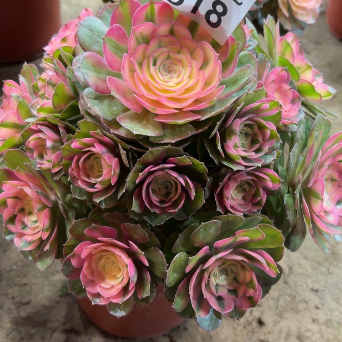 ****心荔枝老桩818妖桩福利肉