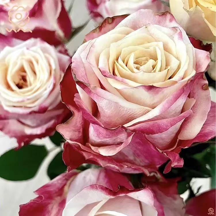 懂花帝超新品合集切花玫瑰庭院阳台盆栽根接月季小苗2