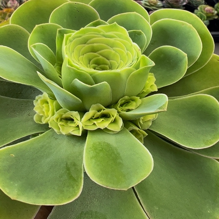 精品帕系山地玫瑰