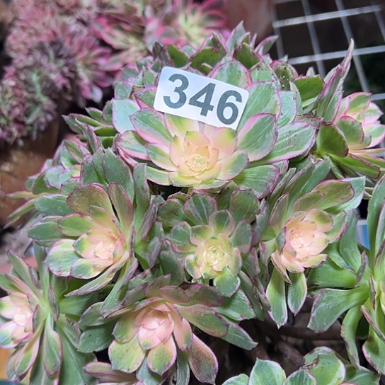 霞***连多肉植物一个万花筒346