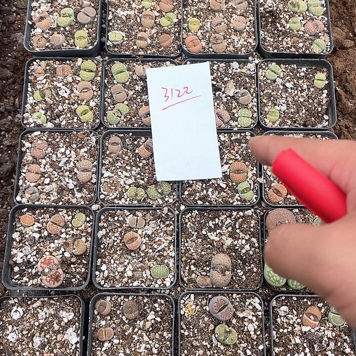 3122。   一整筐生石花。   