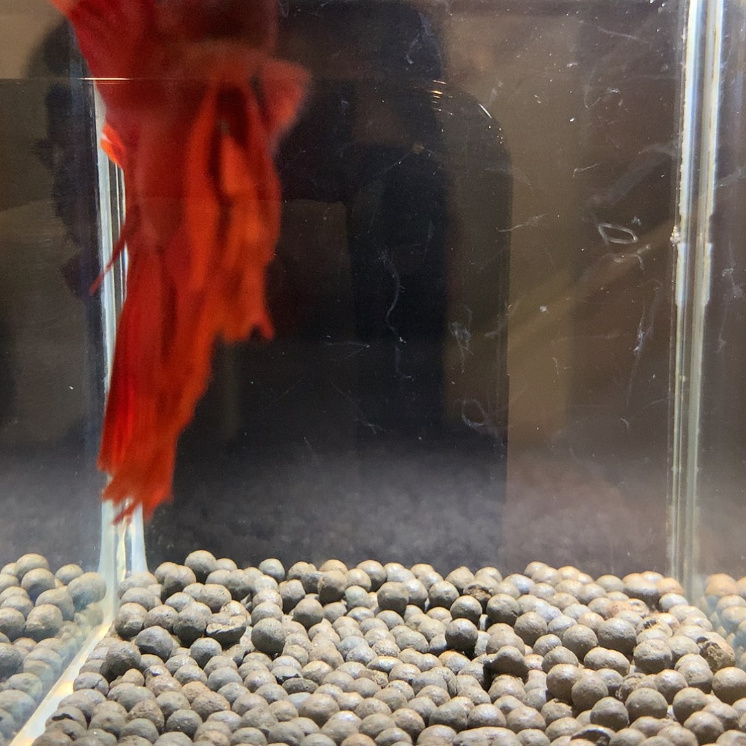 斗鱼七弟泰国斗鱼9