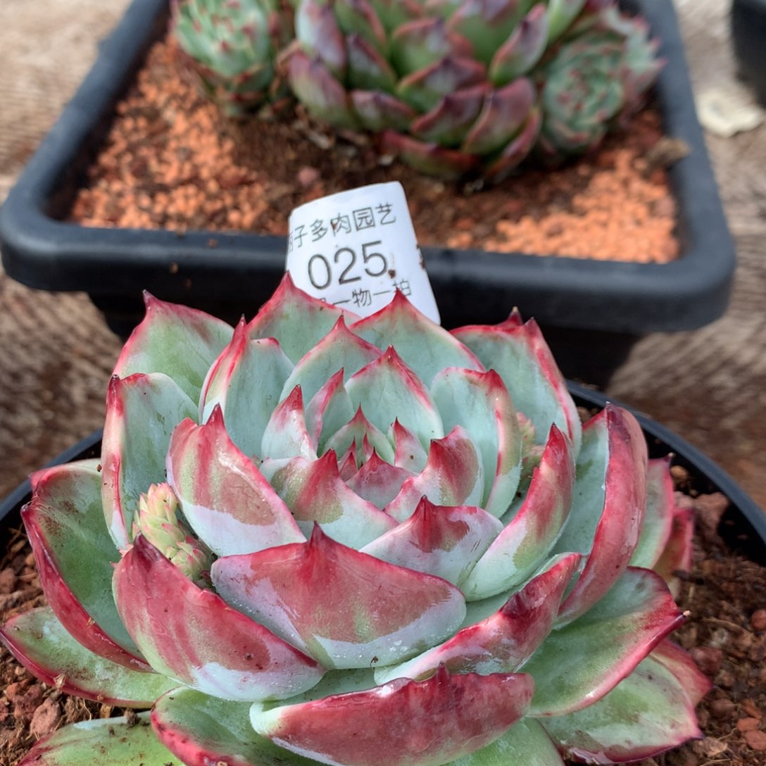 025惊鸿单头。尺寸12。多肉植物