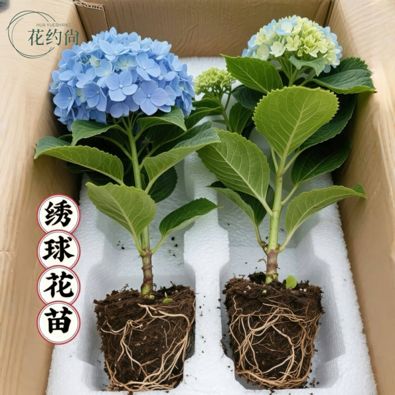 无尽夏绣球花苗盆栽当年花卉三河千鸟阳台庭院室外耐寒耐热万华镜