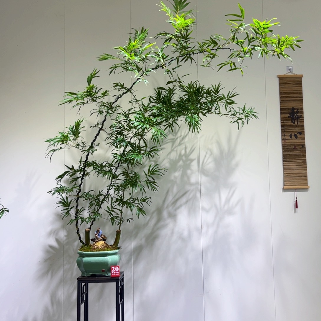 漫***星无花朵连体三飘枝