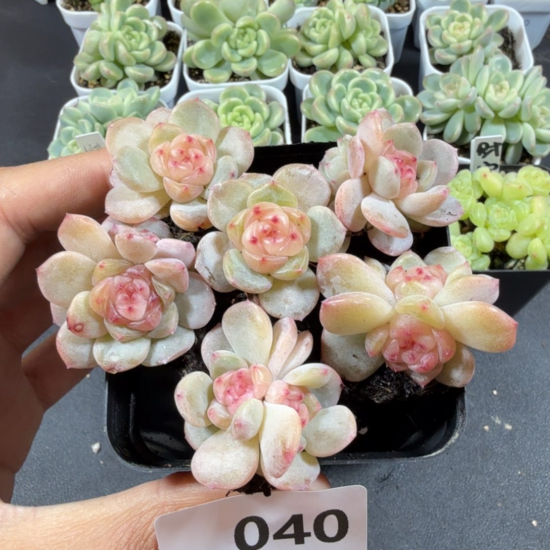 甜心6个一物一拍040