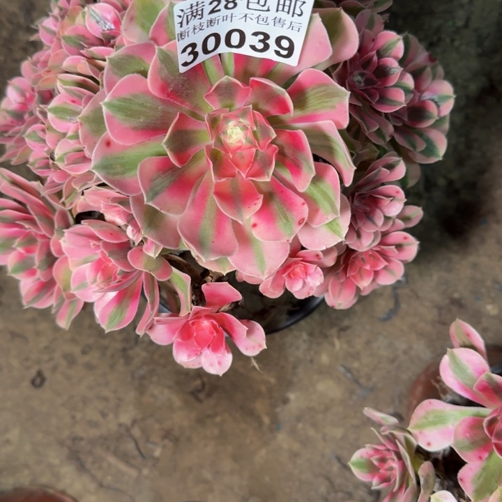 30039南女巫多肉植物