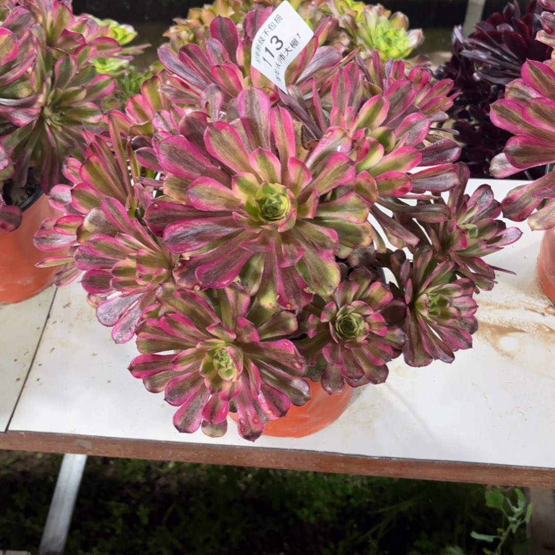 113舞天姬多肉植物法师