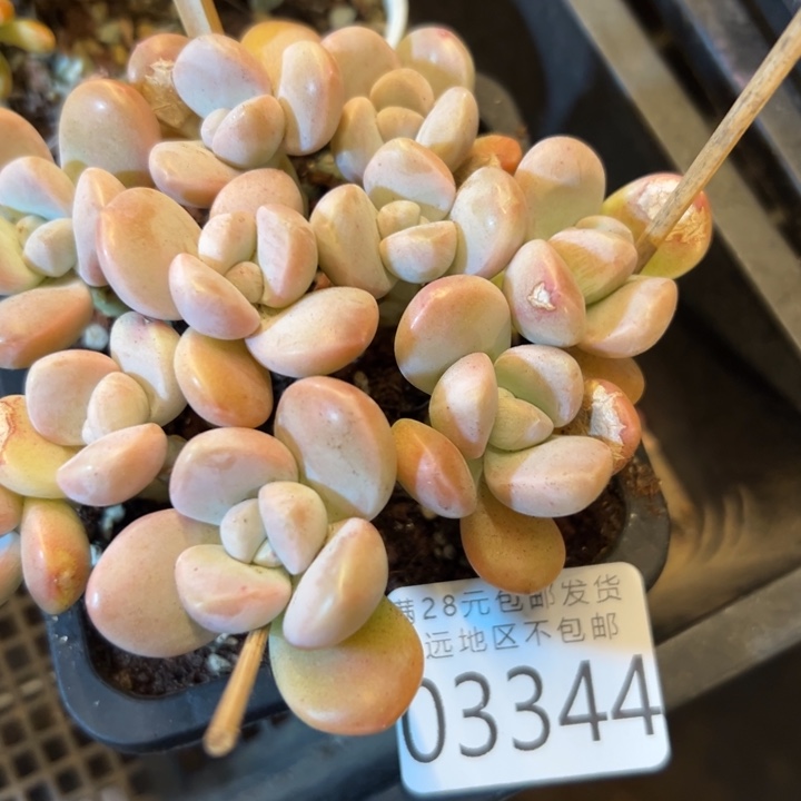 幸运的是我还没遇到你的