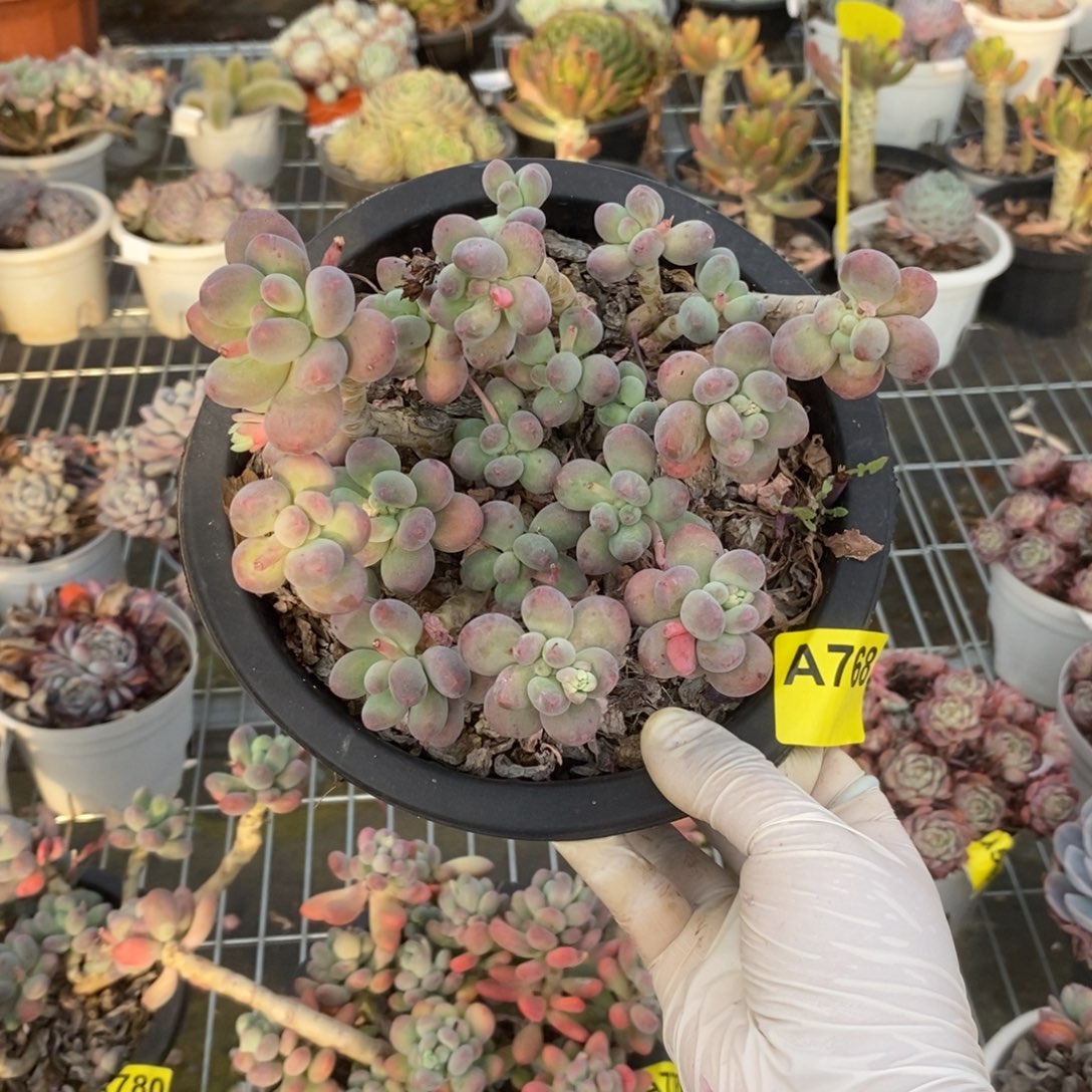 可***儿768苹果奶酪一物一拍