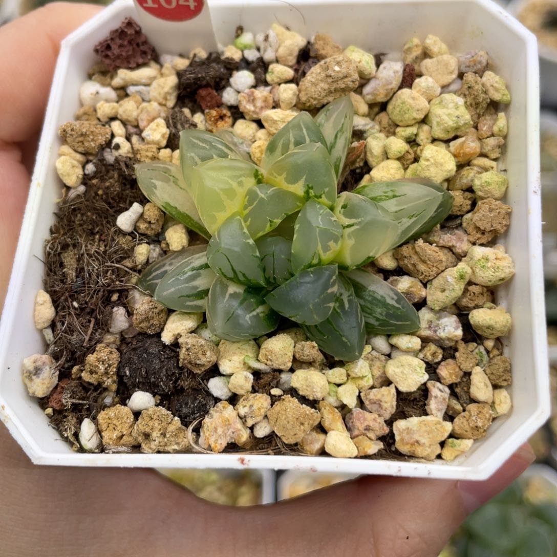 小蔡的菜园 104 北极之光锦