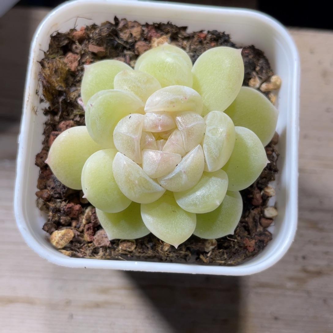 优选奶油财富珍妮1370