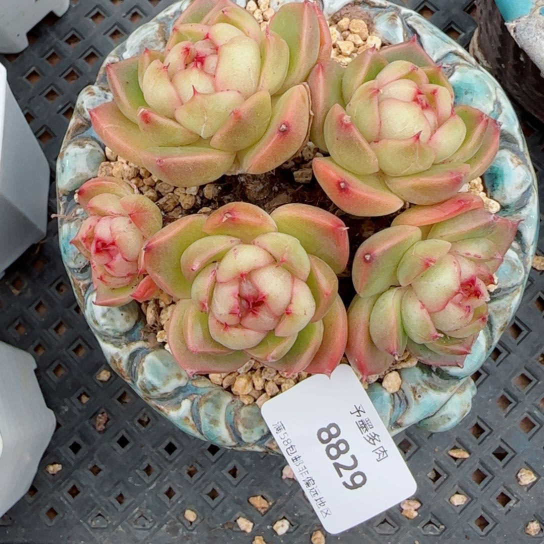 新品群，8829多肉植物