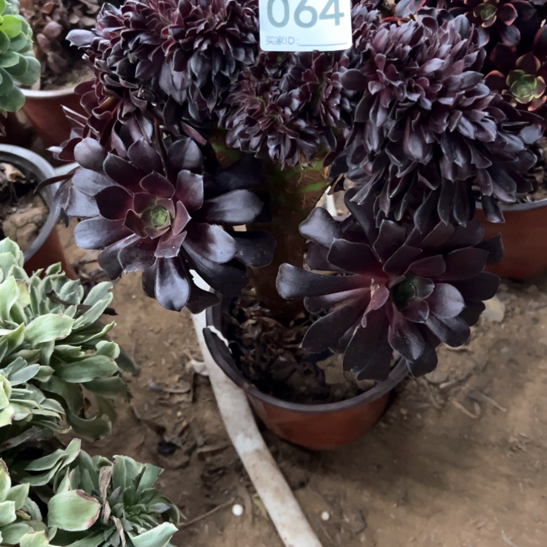 064号欧紫缀化多肉植物