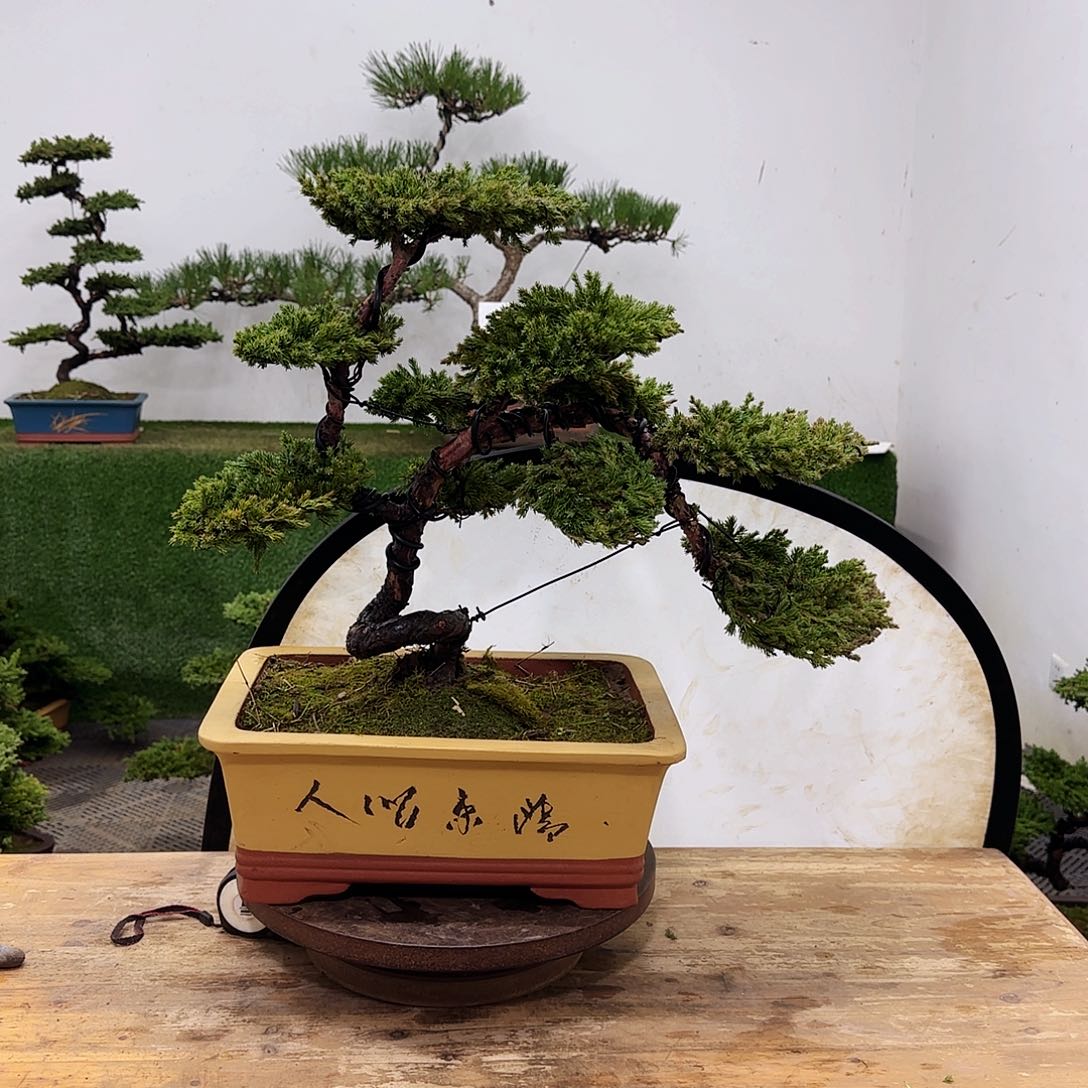 无*盆景盆景盆景盆景