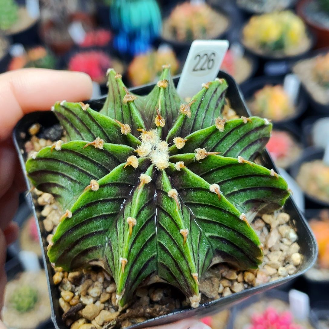 天**日非偏远地区满25包邮仙人球