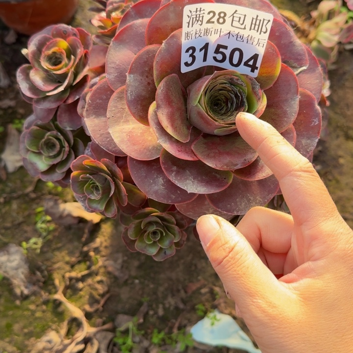 31504魅金多肉植物