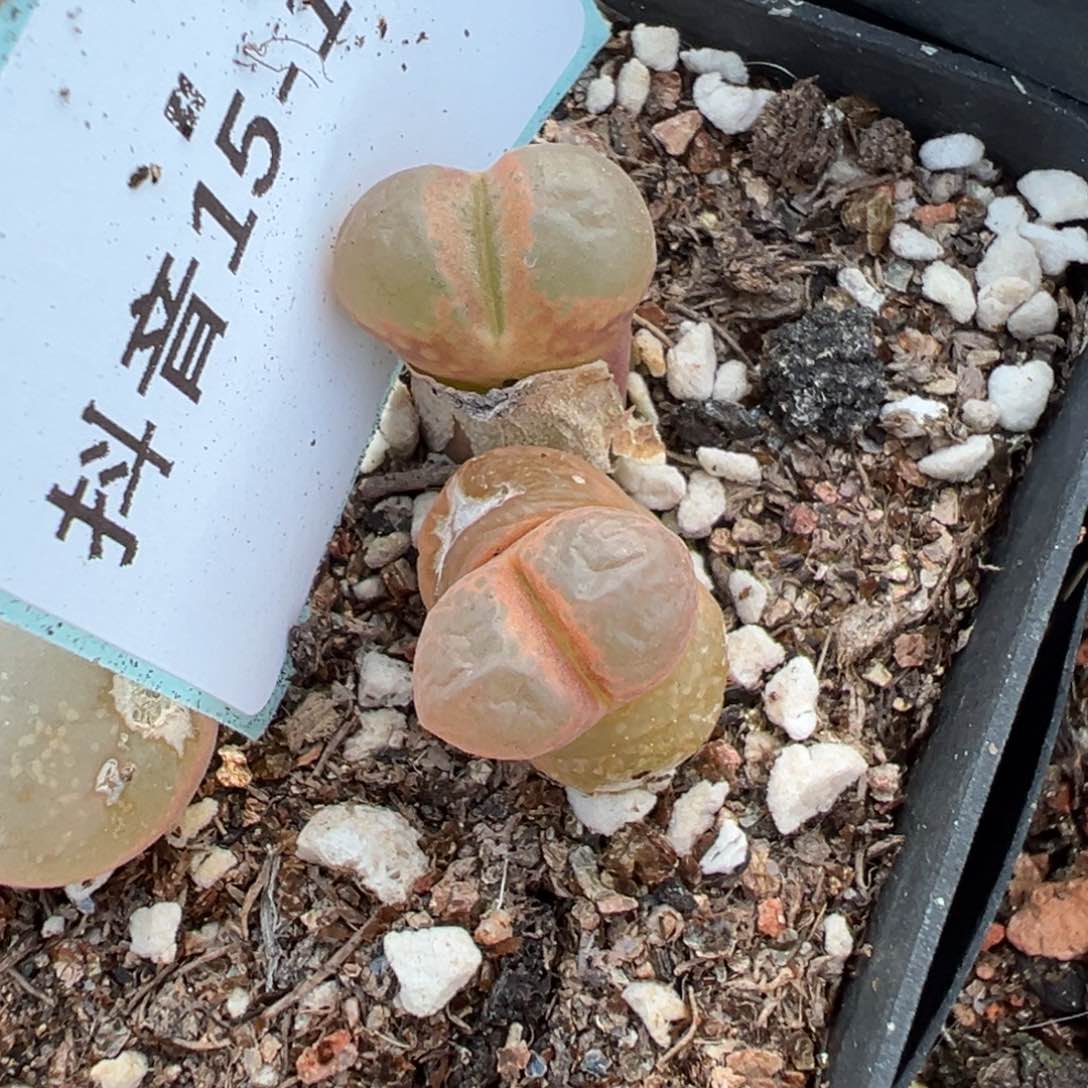 15-151鲑鱼粉风铃多肉植物