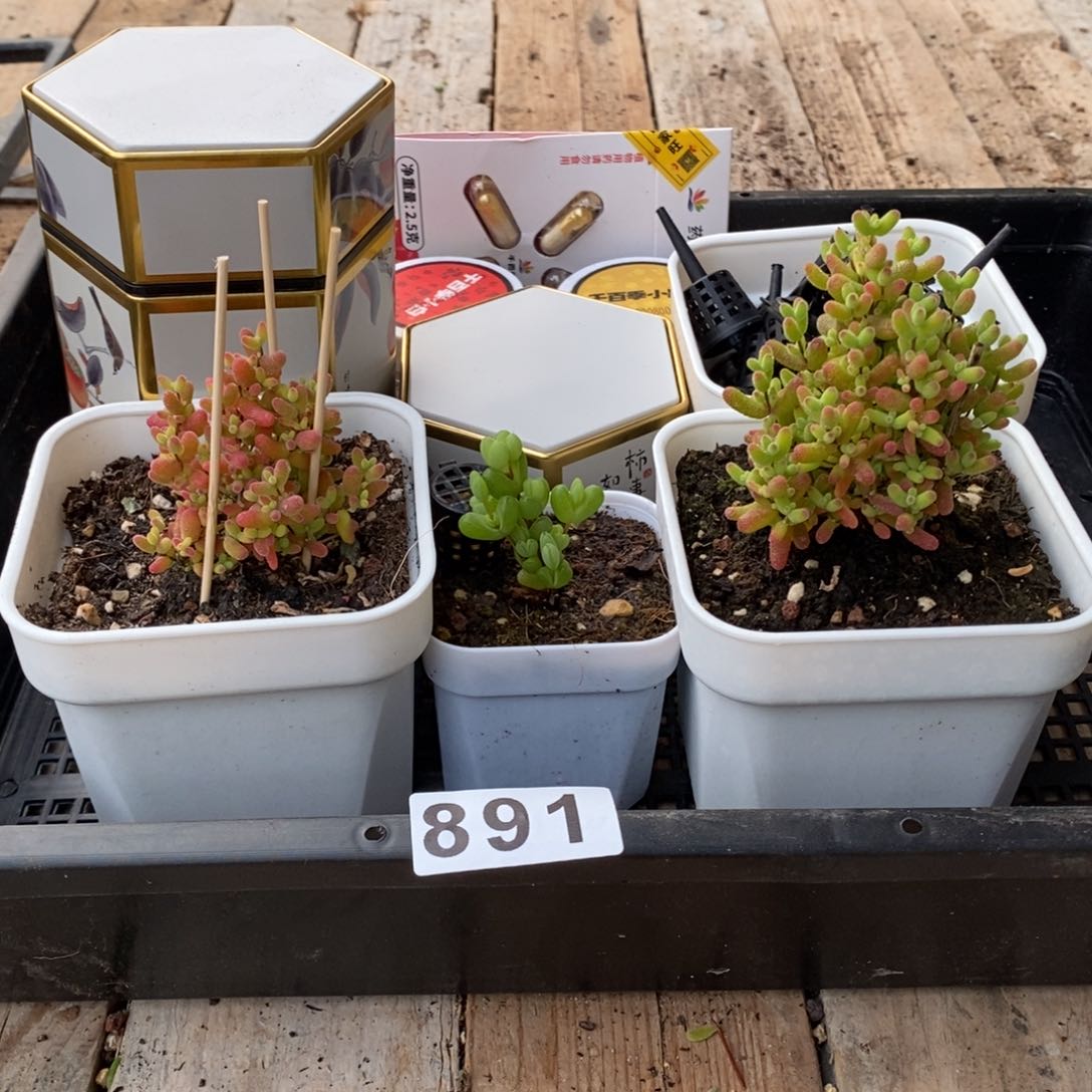 枝干番杏多肉植物891